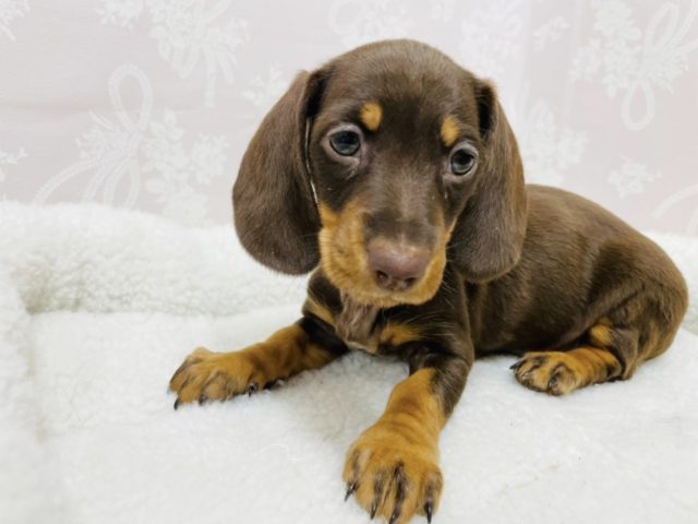 スタンダードダックス