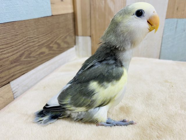 コザクラインコ（小桜インコ）
