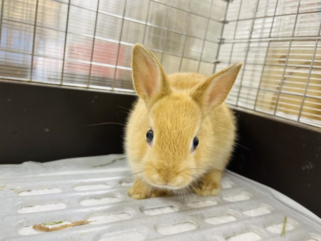 ネザーランドドワーフ