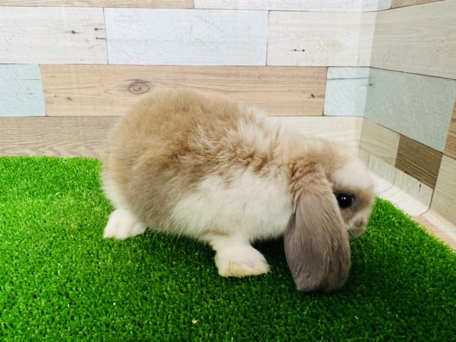 ロップイヤーラビット