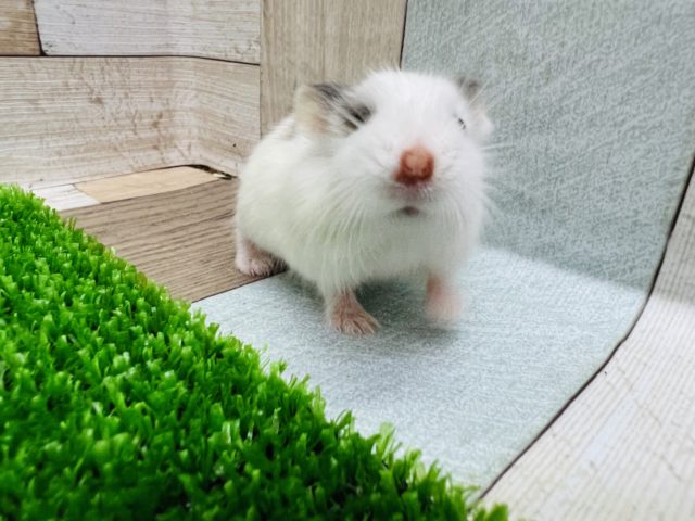  ロボロフスキーハムスター