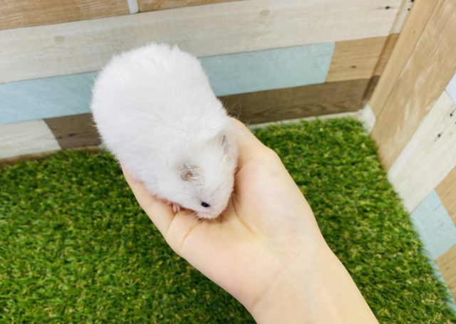 ゴールデンハムスター