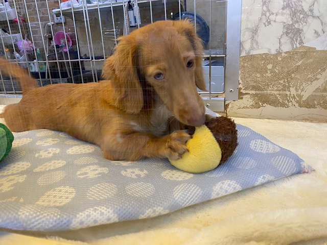 ミニチュアダックス