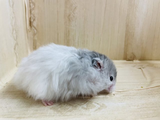 ゴールデンハムスター