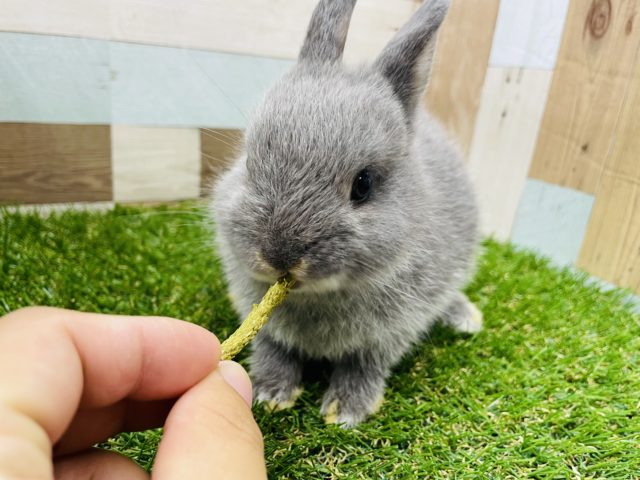 ネザーランドドワーフ