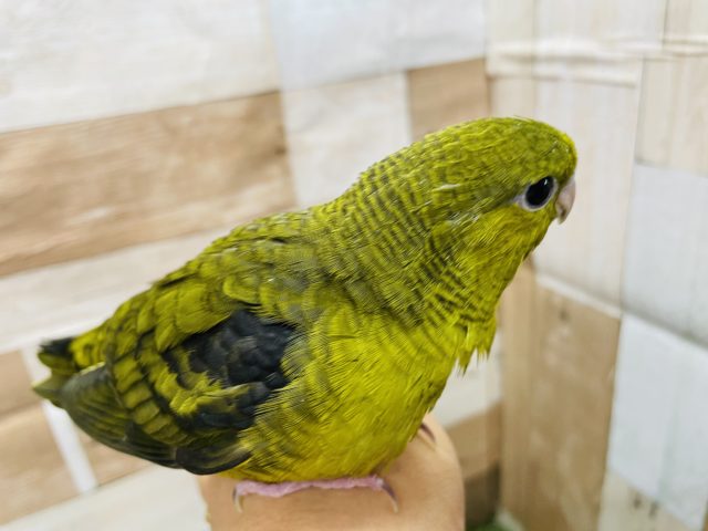 サザナミインコ