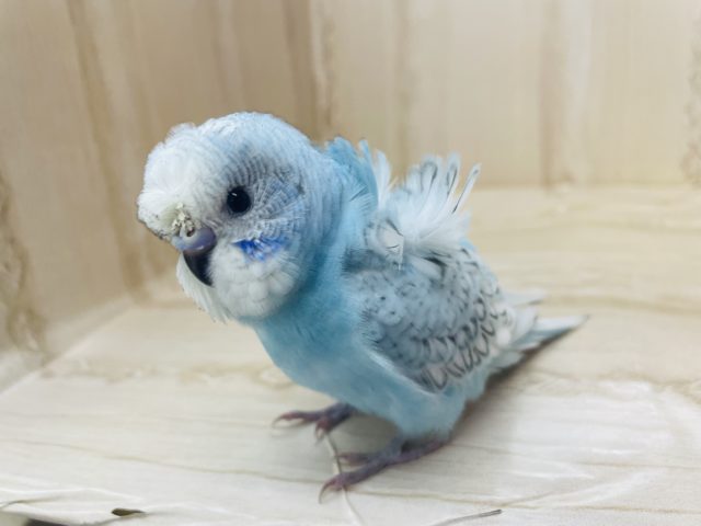 羽衣セキセイインコ