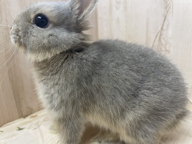 ネザーランドドワーフ