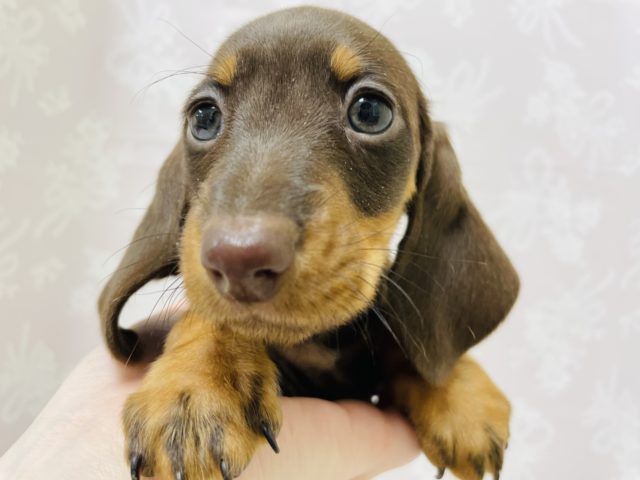 スタンダードダックス