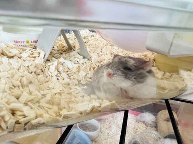 ロボロフスキーハムスター