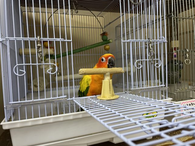コガネメキシコインコ