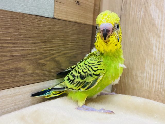 セキセイインコ