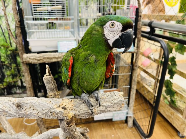 ヒメコンゴウインコ