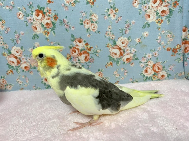 オカメインコ