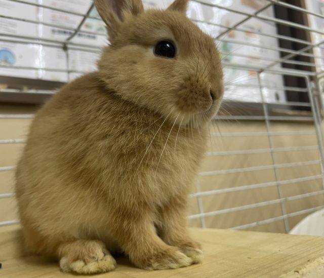 ネザーランドドワーフ