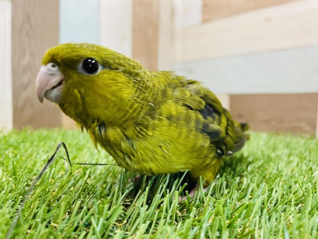 サザナミインコ