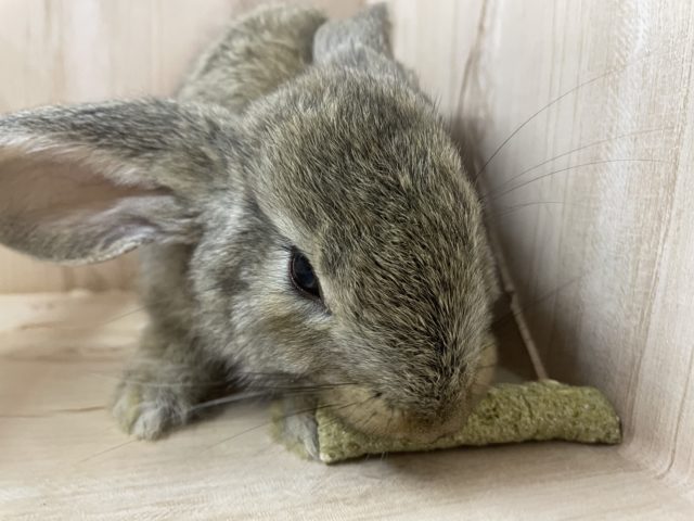 フレミッシュジャイアント