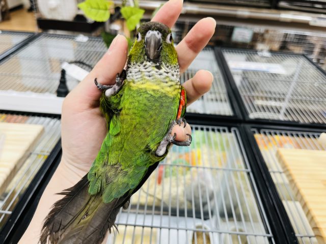 イワウロコインコ