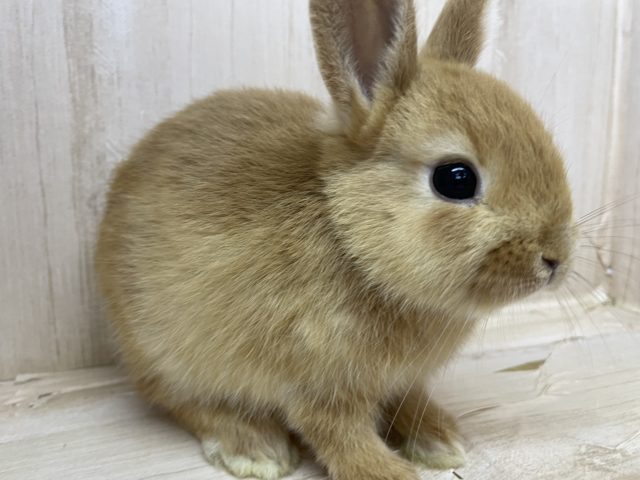 ネザーランドドワーフ