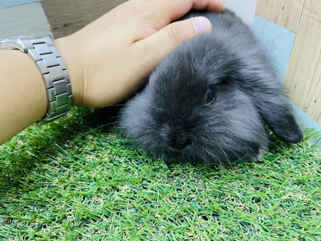 ロップイヤーラビット