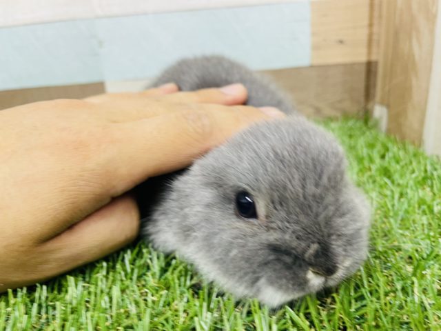 ネザーランドドワーフ