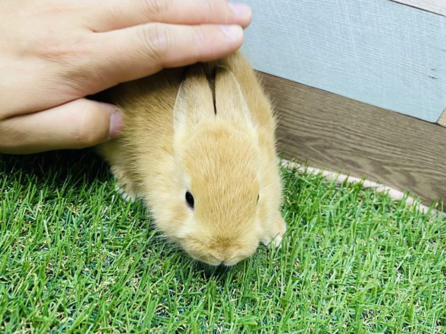 ネザーランドドワーフ