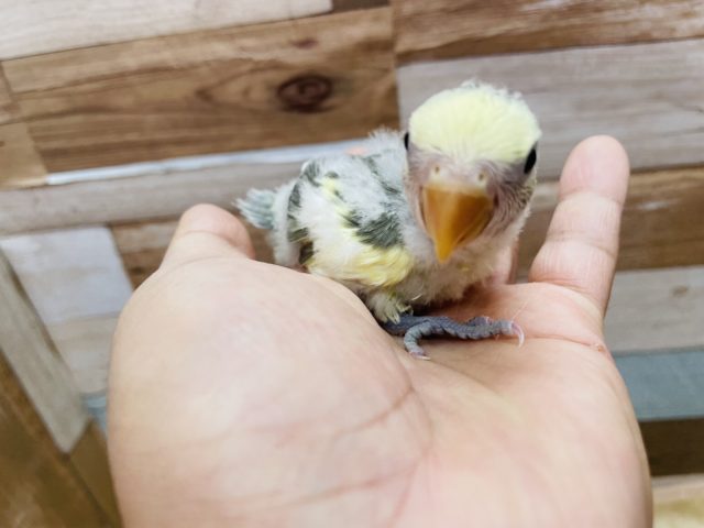 コザクラインコ（小桜インコ）