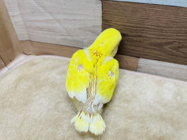 コザクラインコ（小桜インコ）