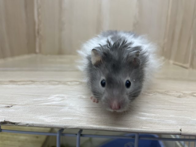 ゴールデンハムスター