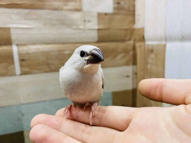 シルバー文鳥