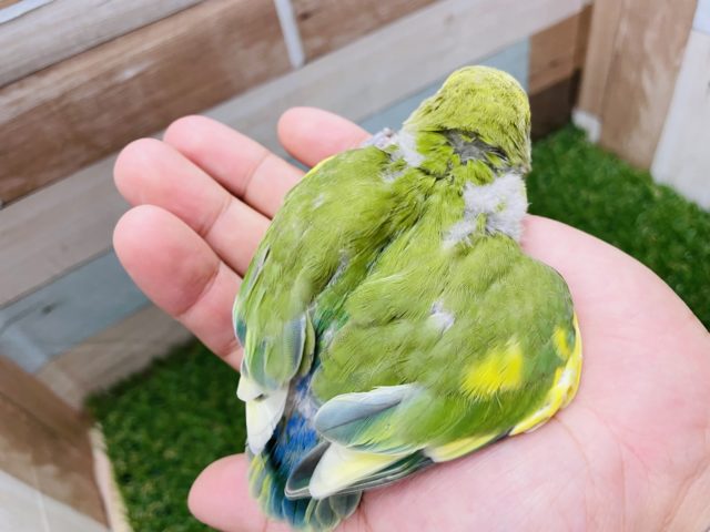 コザクラインコ（小桜インコ）