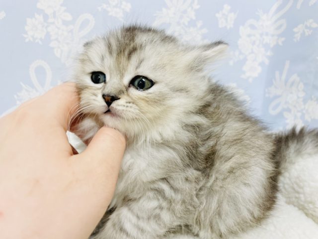 スコティッシュフォールド