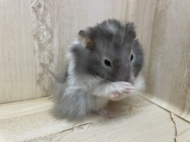 ゴールデンハムスター