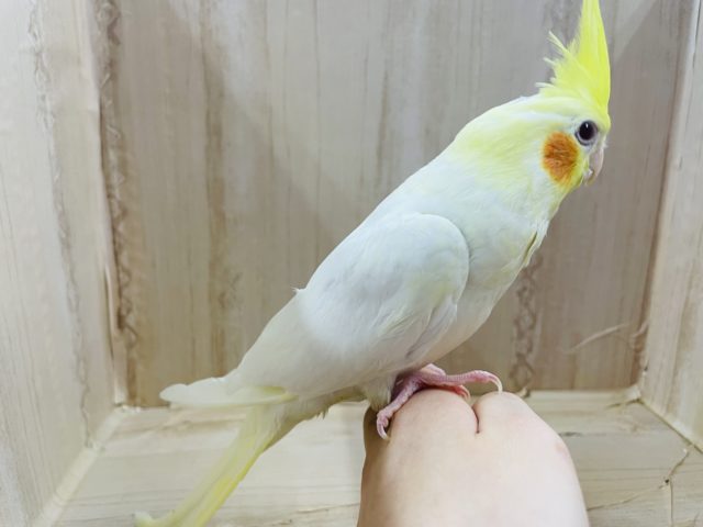 オカメインコ