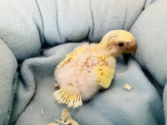 ぽけぽけ♪クリームルチノー小桜インコ コザクラインコ(小桜インコ)