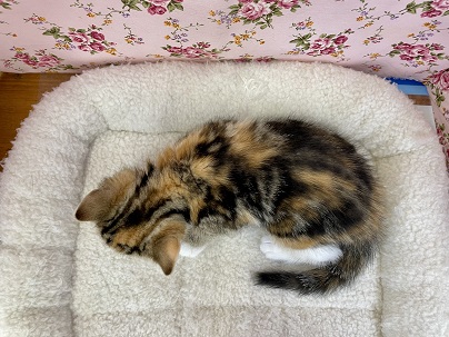 スコティッシュフォールド