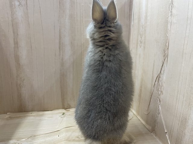 ネザーランドドワーフ