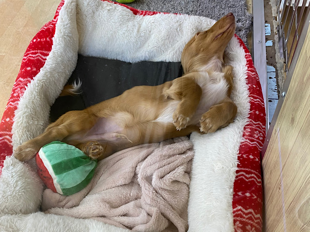 ミニチュアダックス