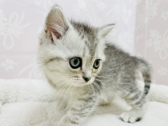 スコティッシュフォールド