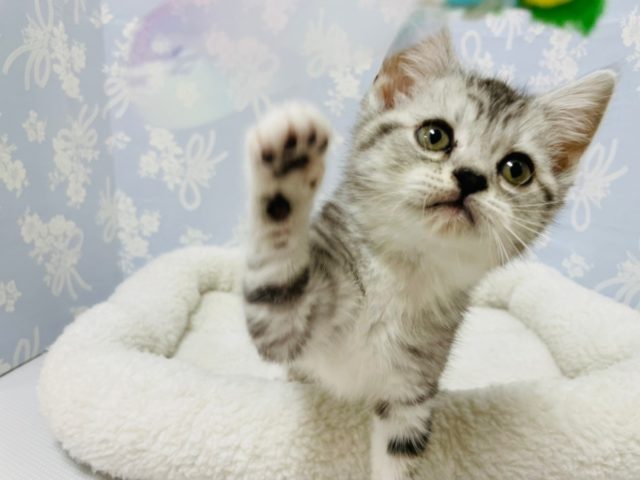 スコティッシュフォールド