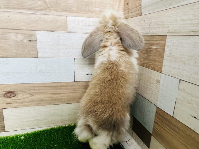 ロップイヤーラビット