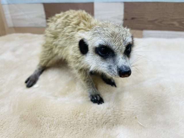 ミーアキャット