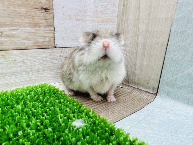 ロボロフスキーハムスター