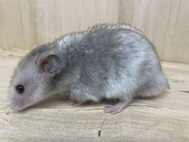 ゴールデンハムスター