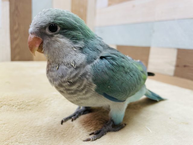 オキナインコ