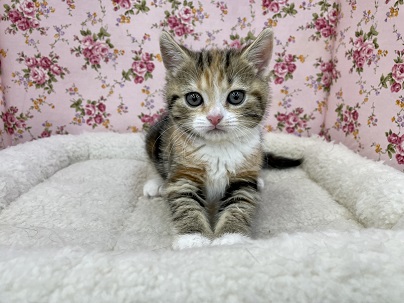 スコティッシュフォールド