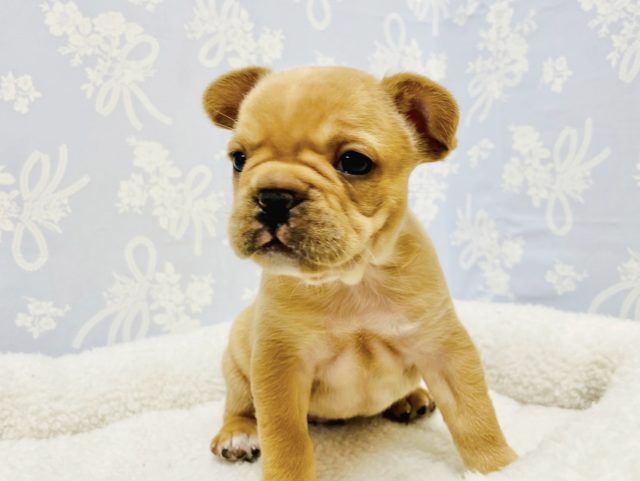 フレンチブルドッグ