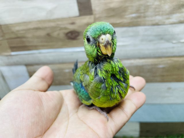 ビセイインコ（美声インコ）