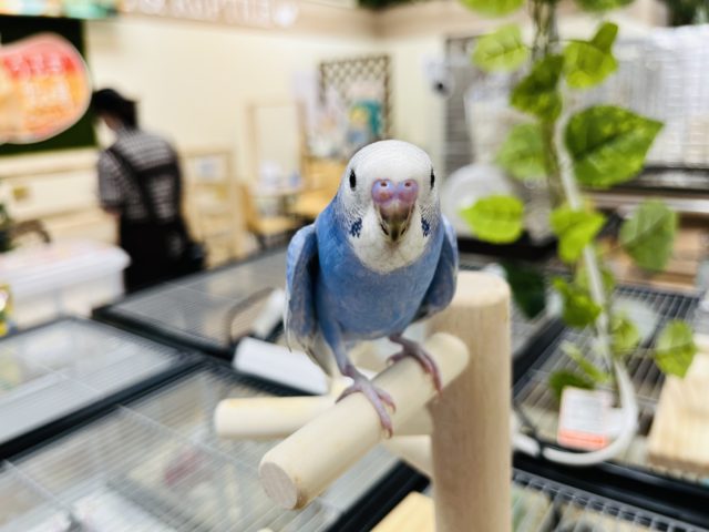 セキセイインコ