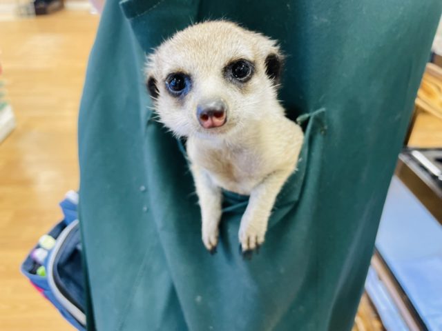 ミーアキャット